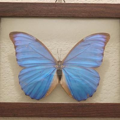 Framed Real Blue Butterfly from Brazil