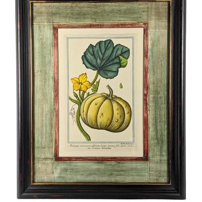 #26 â€¢ John-Richard Framed Pumpkin Botanical Ink Print
