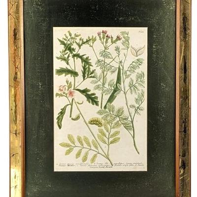 #30 â€¢ Johan W. Weinmann: Antique Senna Mezzotint, - Framed Botanical Print
