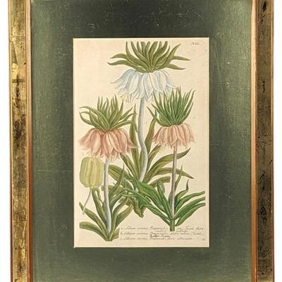 #32 â€¢ Georg Dionysius Ehret: Antique Lilium Mezzotint - Framed Botanical Print
