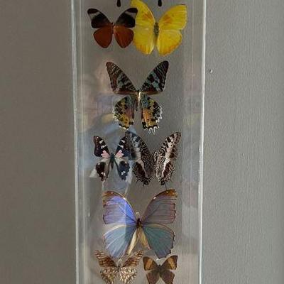 Autographed Butterfly Collection