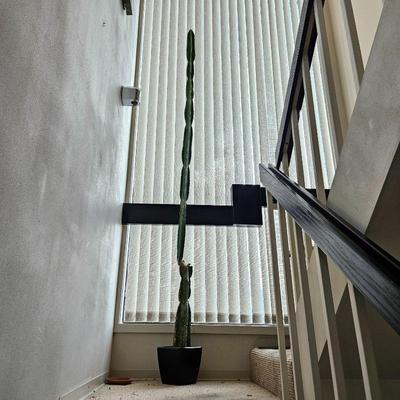 8 foot tall Mexican Fence Post Cactus ( Stenocereus marginatus)