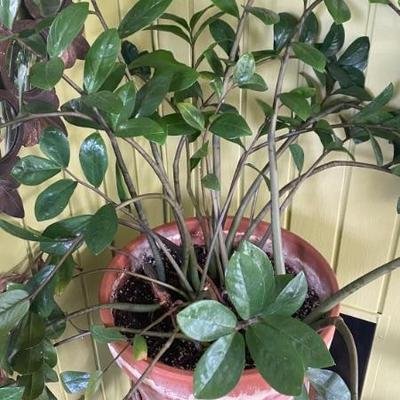 potted plants