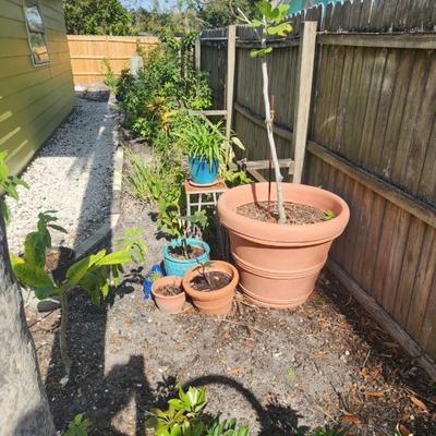 potted plants