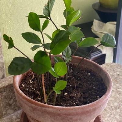 potted plands