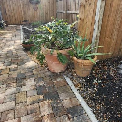 Potted plants