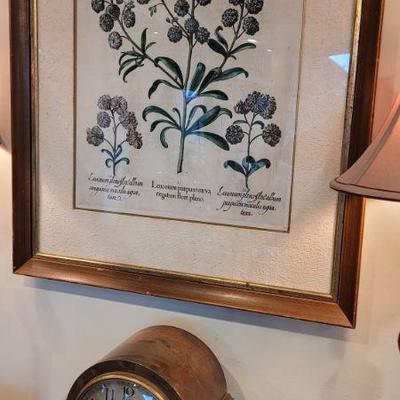 Basilius Besler, hand colored engraving, 1613