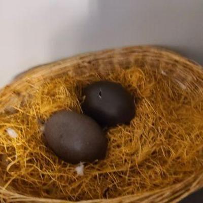 Large Eggs