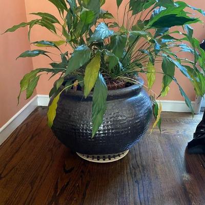 Indoor plants and containers 