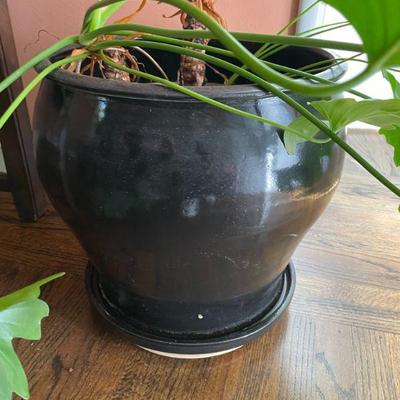 Indoor plants and containers 