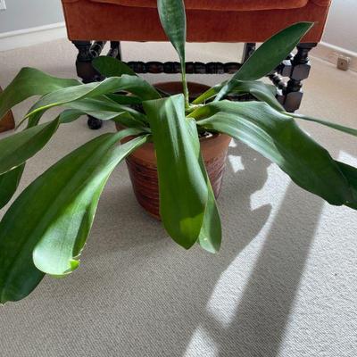 Indoor plants and containers 