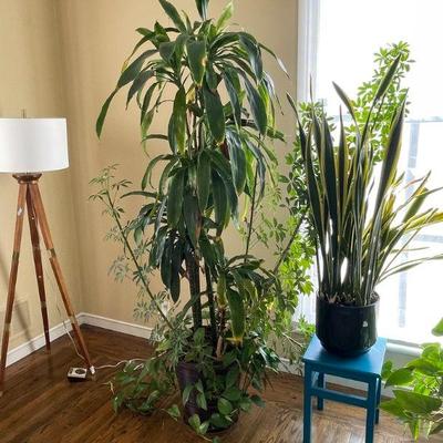 Indoor plants and containers 