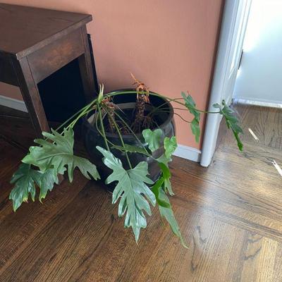 Indoor plants and containers 