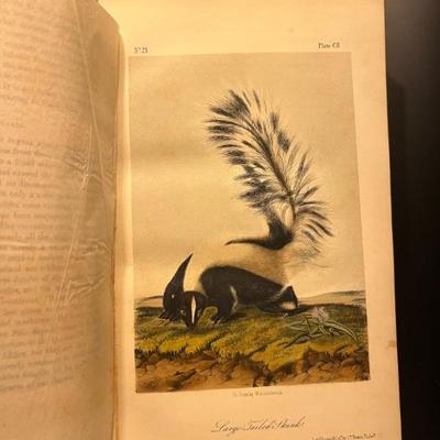 THE QUADRUPEDS OF NORTH AMERICAâ€¨John James Audubon and John Bachman, New York, 1852-1854â€¨3 volumes, 155 hand-colored lithographed...
