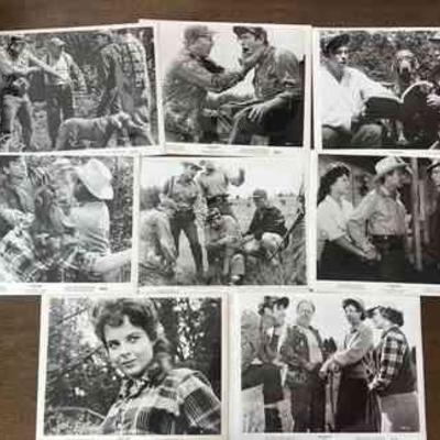 IFT407- Photo Collection Of 50's Classic Stump Run