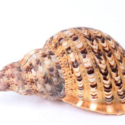 Mature Triton Sea Shell, Charonia Tritonis