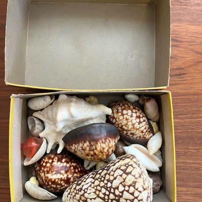 AHT173- Assorted Shells In Vintage Hersheys Box