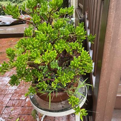 Jade plants 