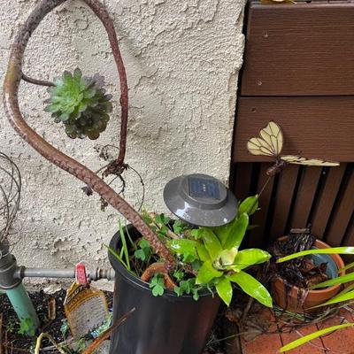 Succulents 