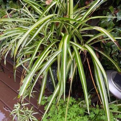 Spider plants 