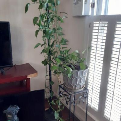 Black Iron plant stand and plant