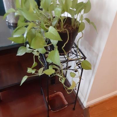 Plant and stand