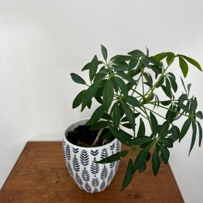 Living Dwarf Umbrella Tree In Ceramic Planter