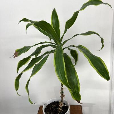 Dracaena Houseplant In Ceramic Planter