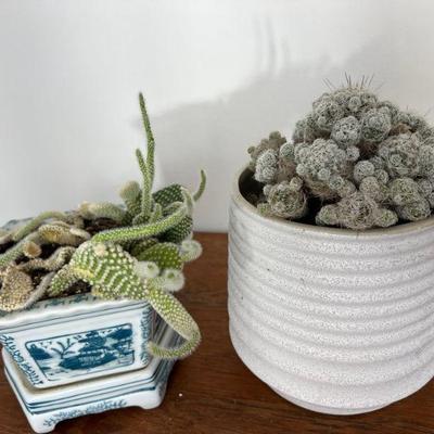 Pair Of Living Cactuses In Ceramic Planters