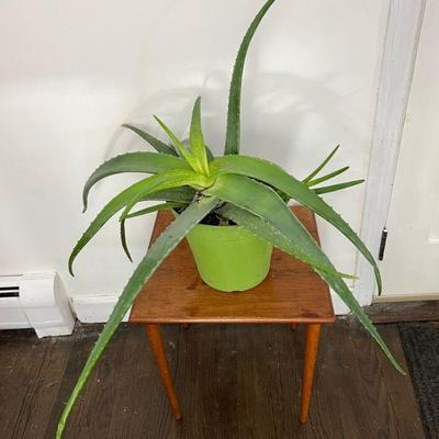 Large Living Aloe Plant