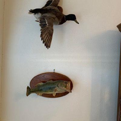 Duck and fish mounts