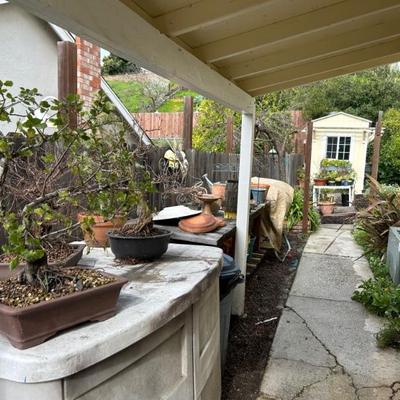 Bonsai plants