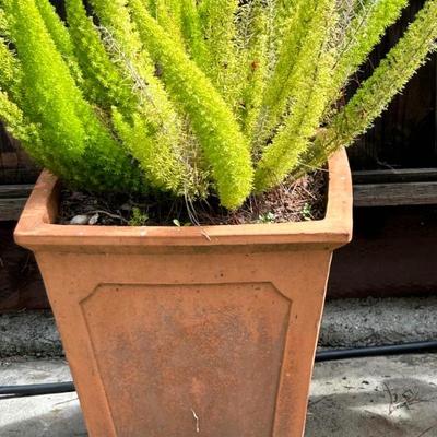 Plants and planters