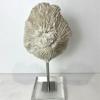 Genuine Coral Mounted On Museum Quality Display