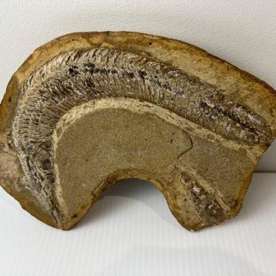 Fish Fossil Specimen #2