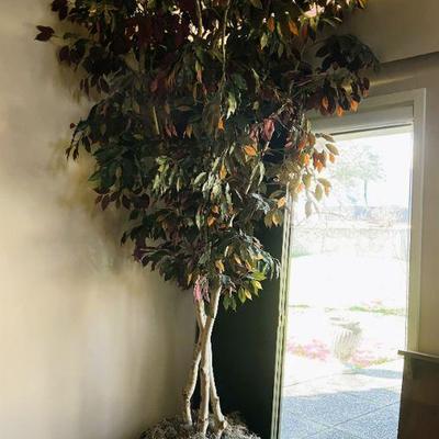 Several large silk plants/tree to choose from - this beauty is over 7' tall!
