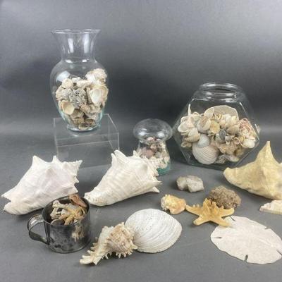 Lot 1336 | Large Lot Of Seashells