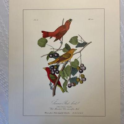 JJ Audubon Print