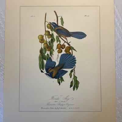 JJ Audubon Print