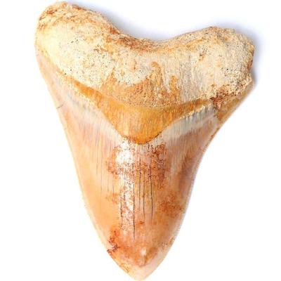 Fine Indonesian Fossilized Megalodon Tooth