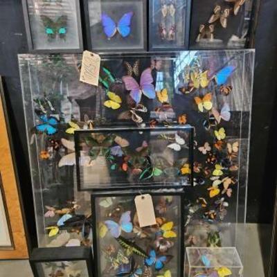 #6586 â€¢ 9 Framed Butterfly Art Displays
