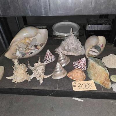 #3088 â€¢ Sea Shell Collection
