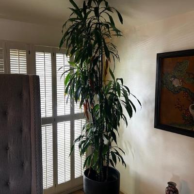 Live indoor plant 