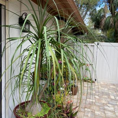 6 ft ponytail palm
