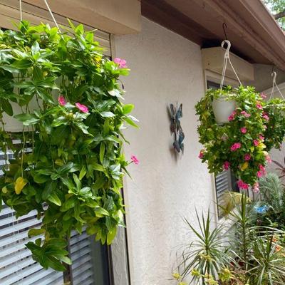 5 hanging plants available