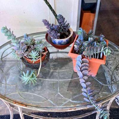 HGS194 3 X Potted Succulents 