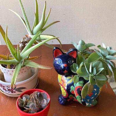 HGS203 Cat Planter And More