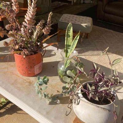HGS195 3 Plants