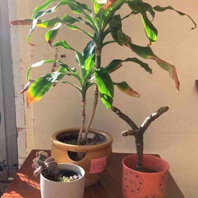 HGS193 3 X Potted Plants