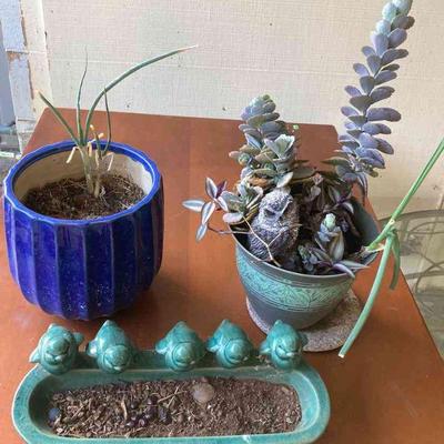 HGS202 Miscellaneous Pots And Plants